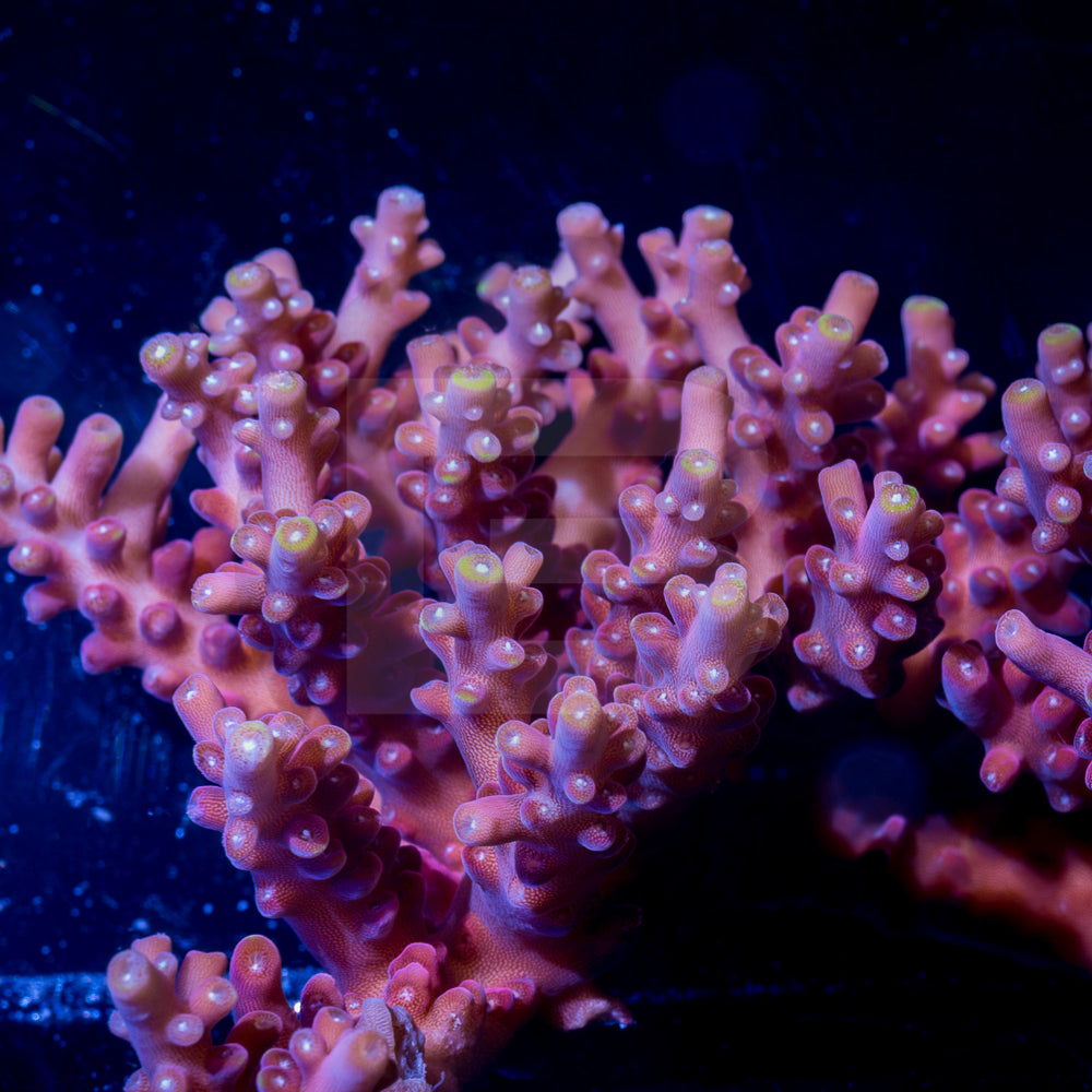 product.featured_image.alt