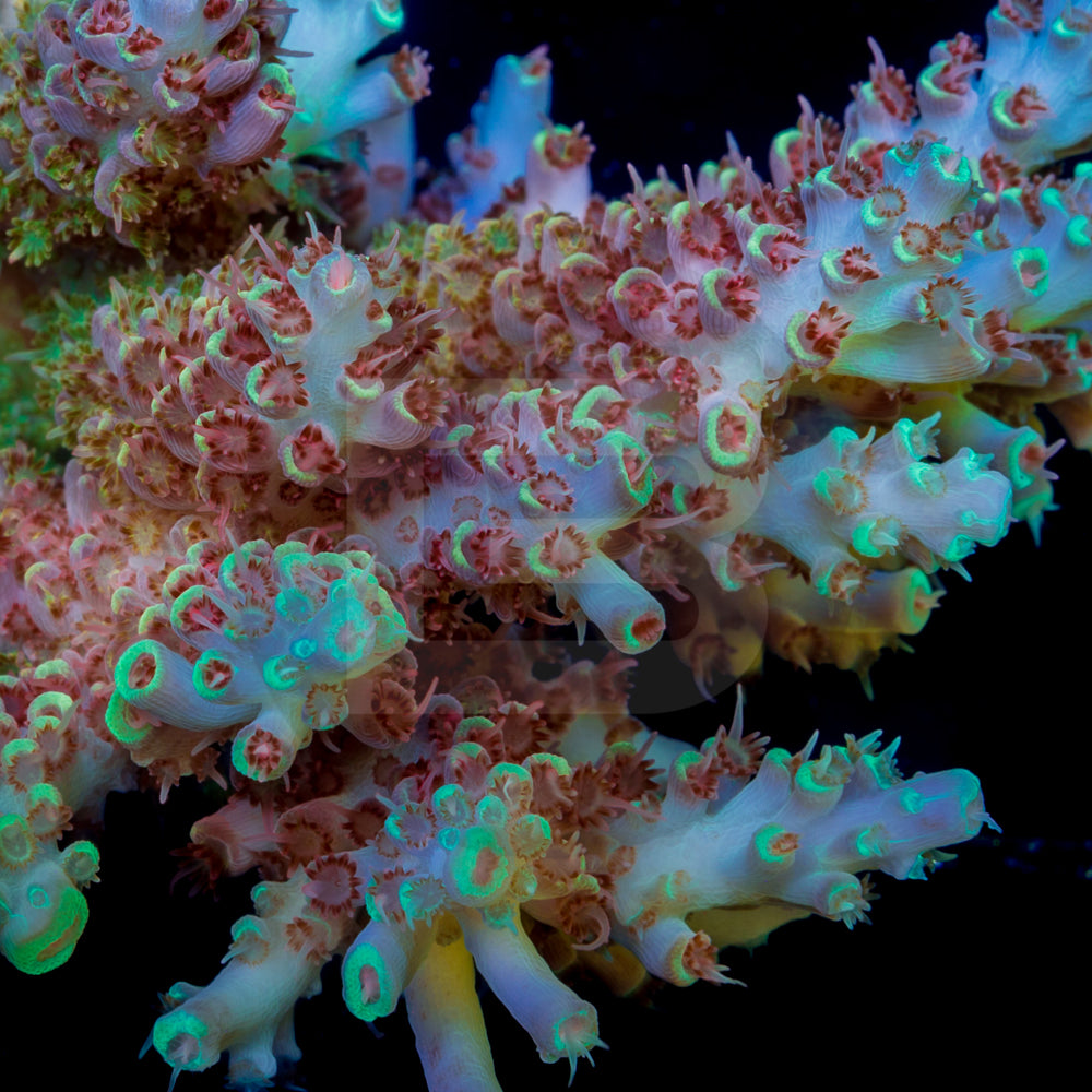 product.featured_image.alt