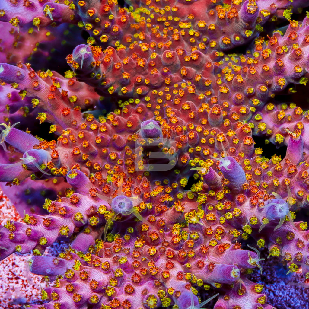 product.featured_image.alt