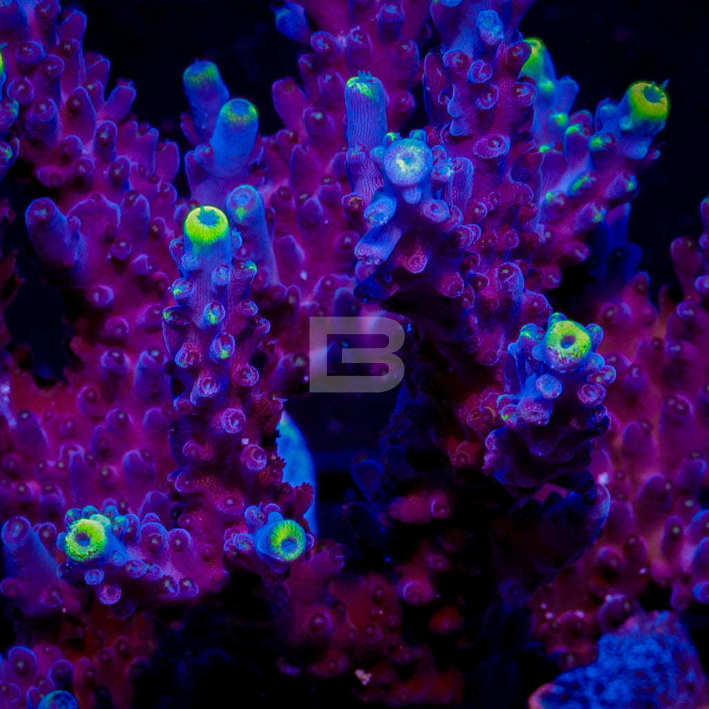 product.featured_image.alt