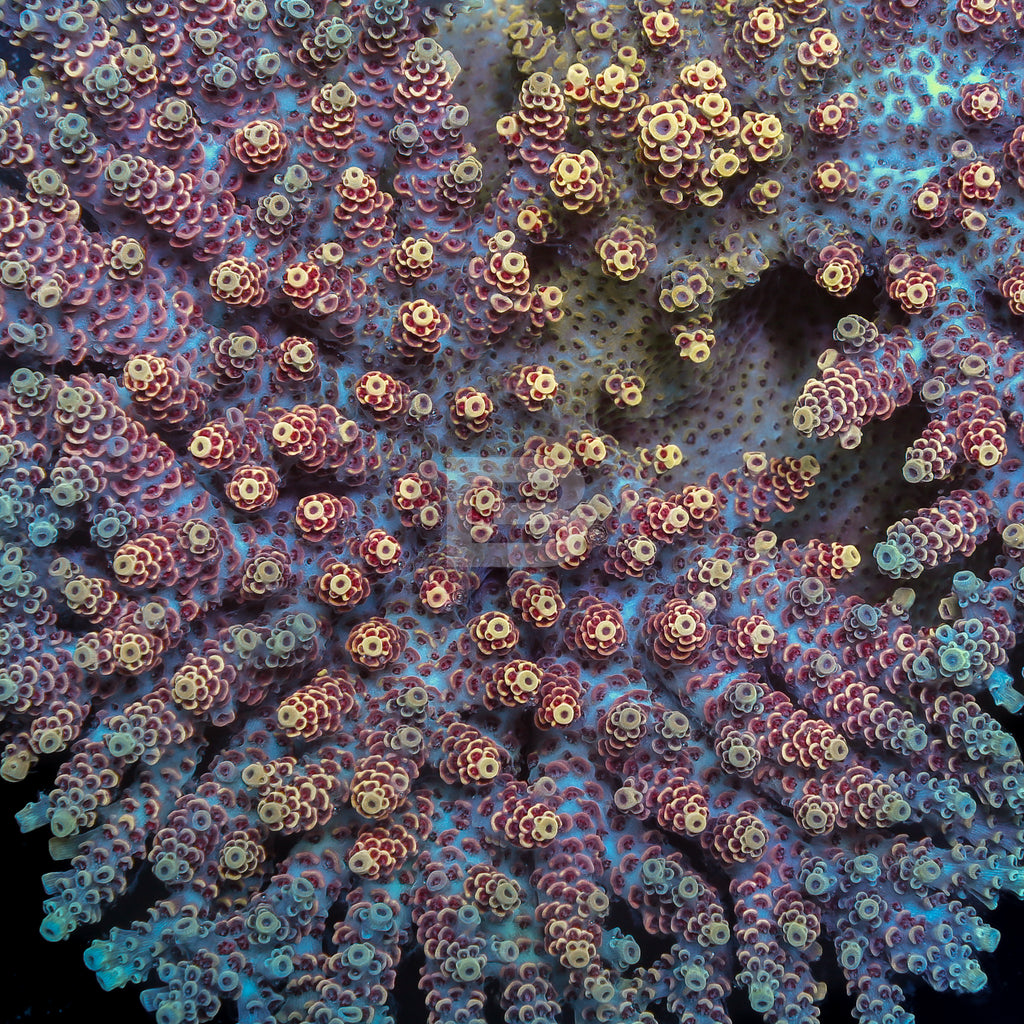 product.featured_image.alt