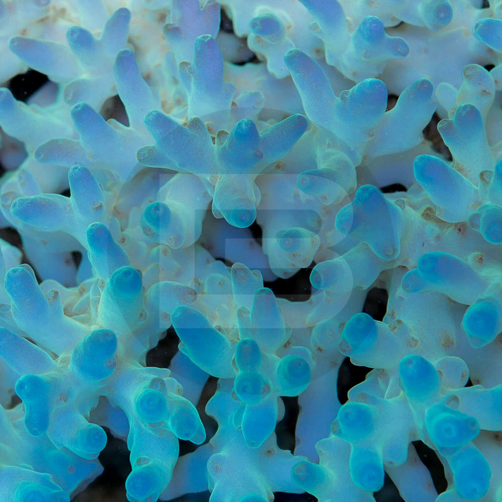 product.featured_image.alt