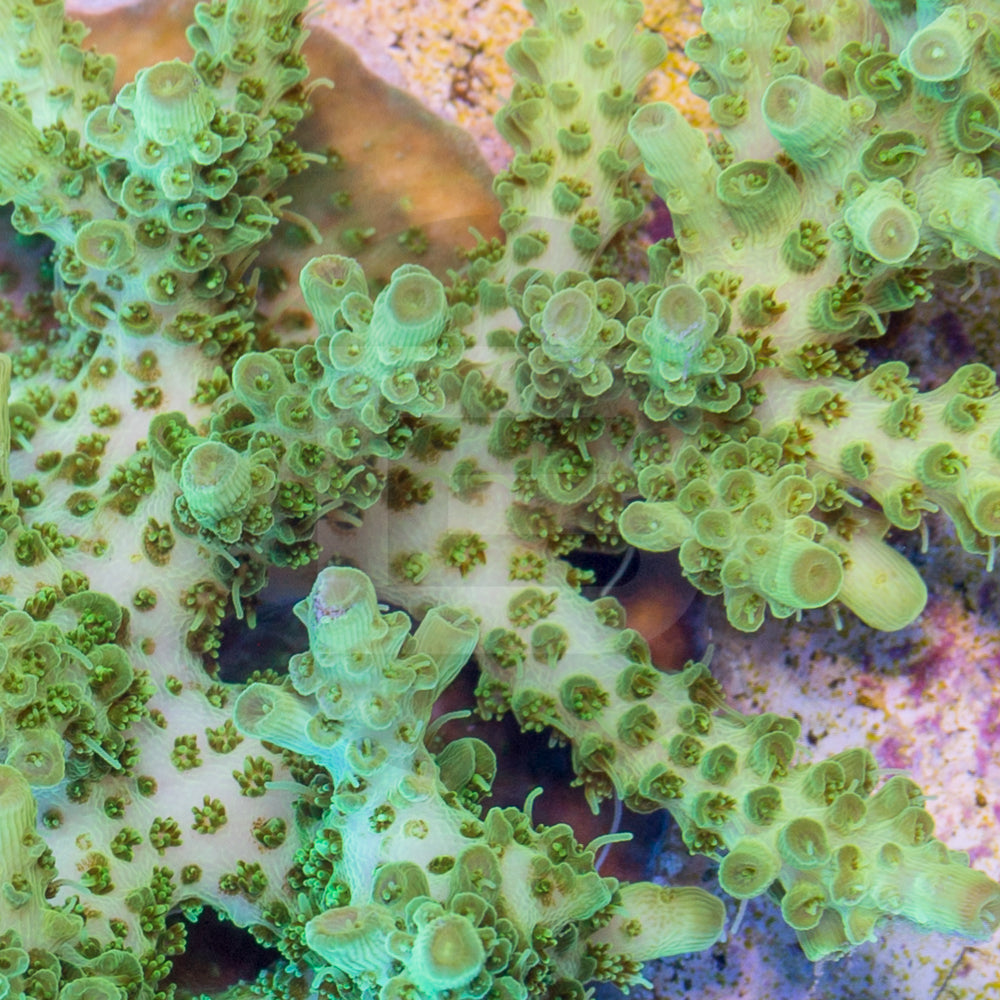 product.featured_image.alt