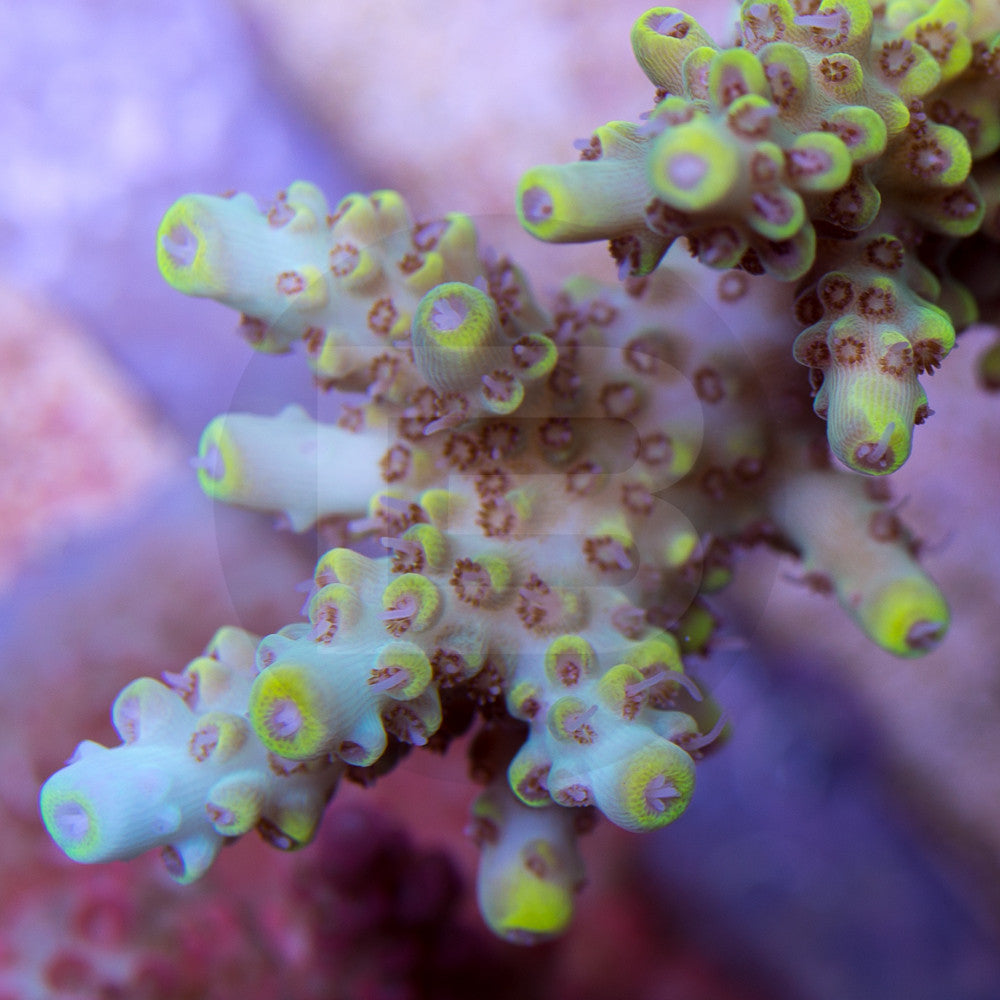 product.featured_image.alt