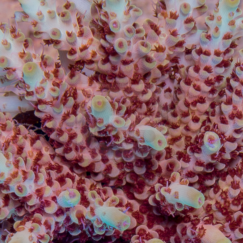 product.featured_image.alt