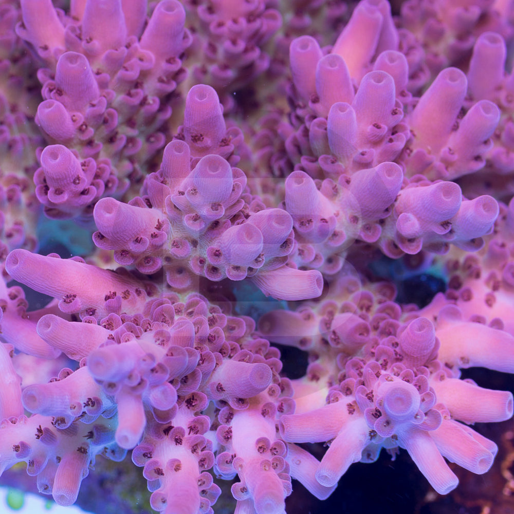 product.featured_image.alt