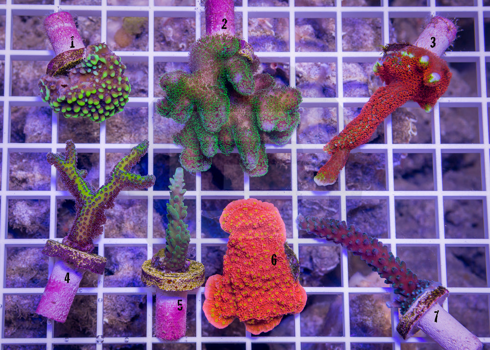 product.featured_image.alt