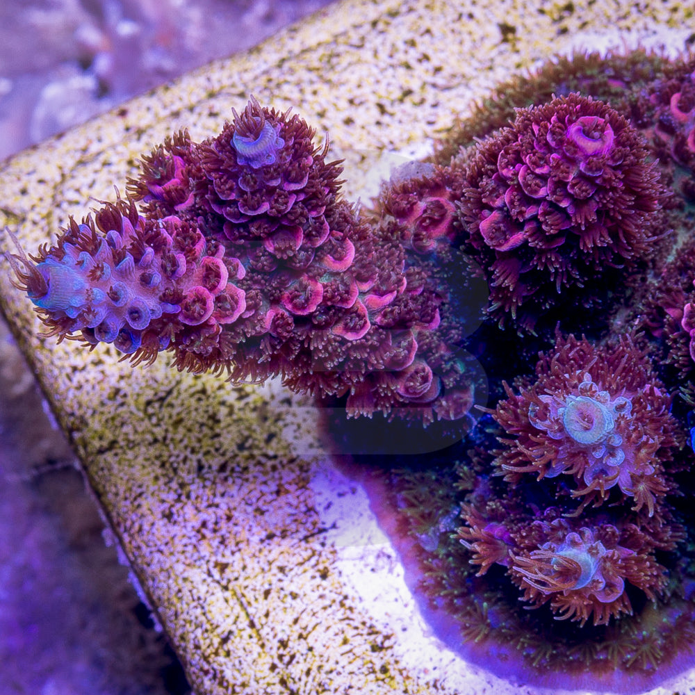 product.featured_image.alt