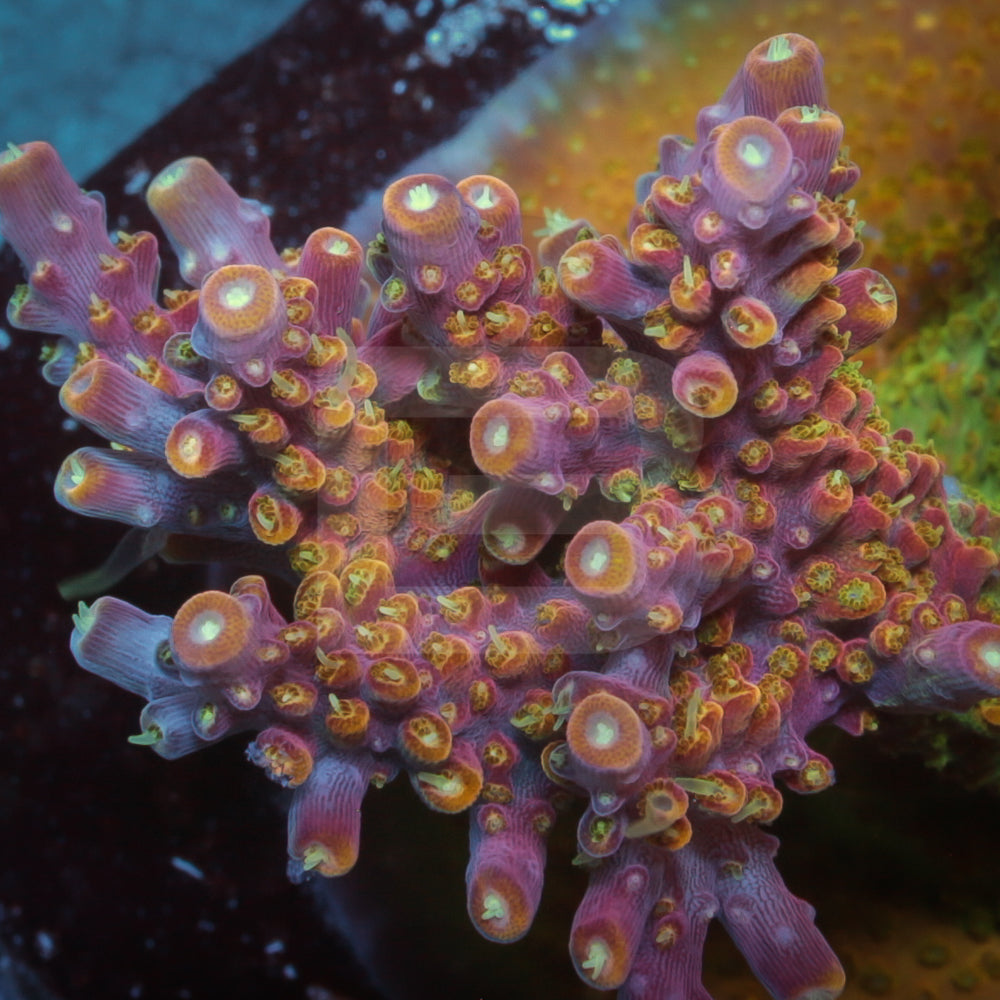 product.featured_image.alt