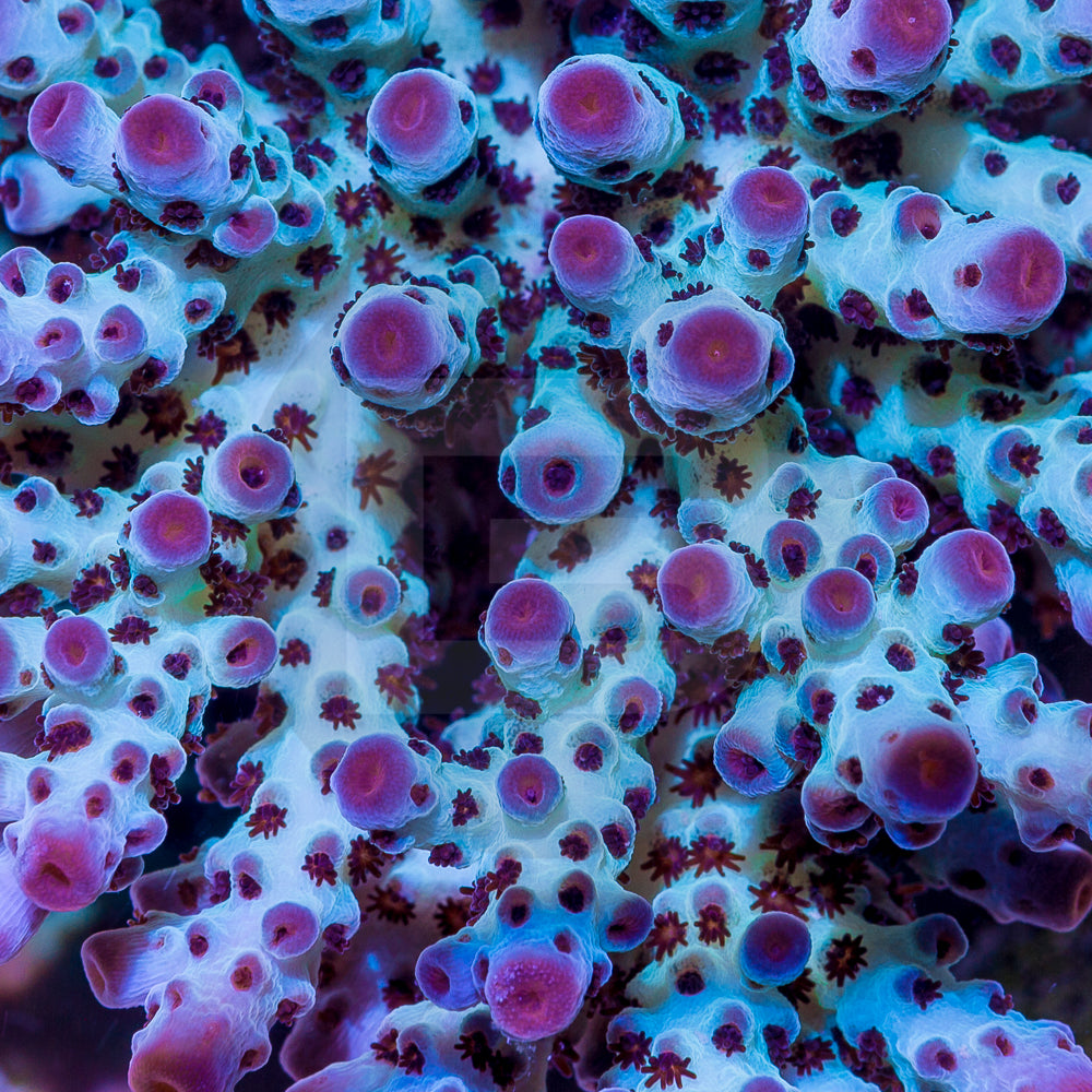 product.featured_image.alt