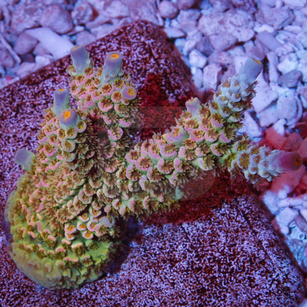 product.featured_image.alt