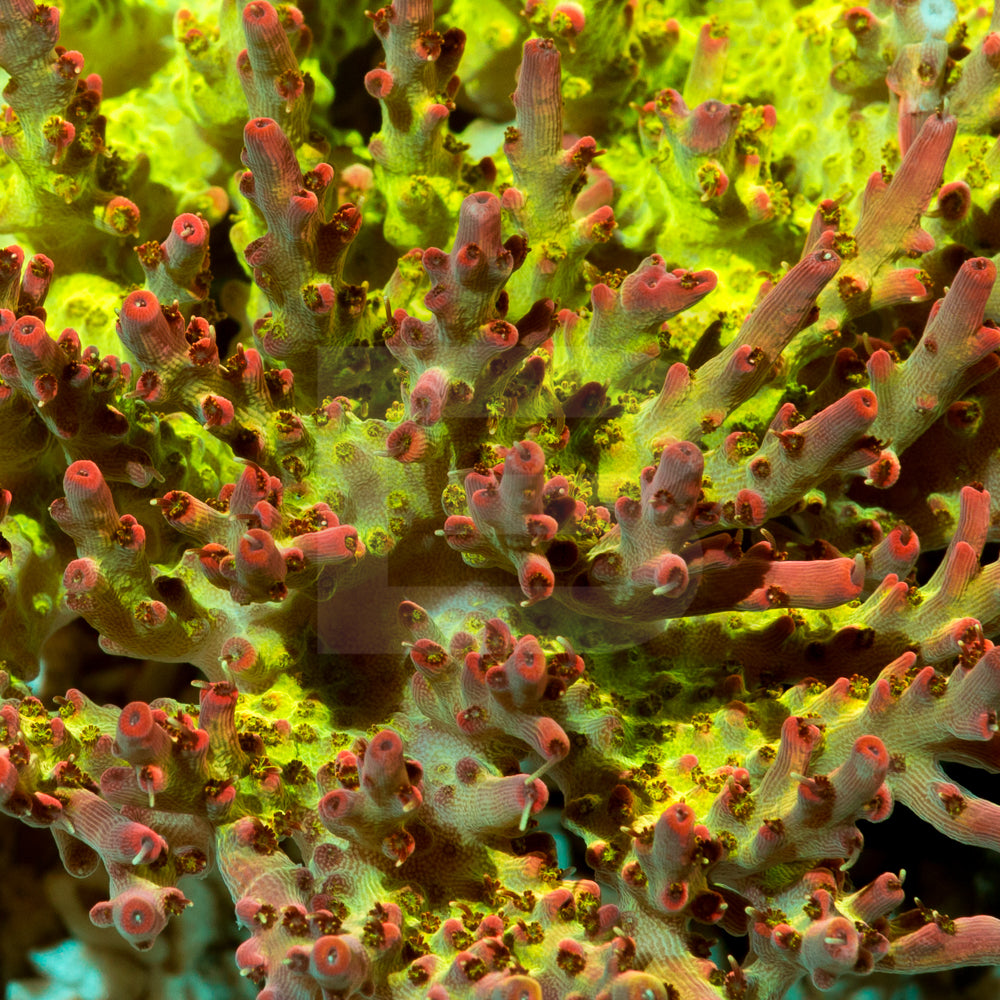 product.featured_image.alt