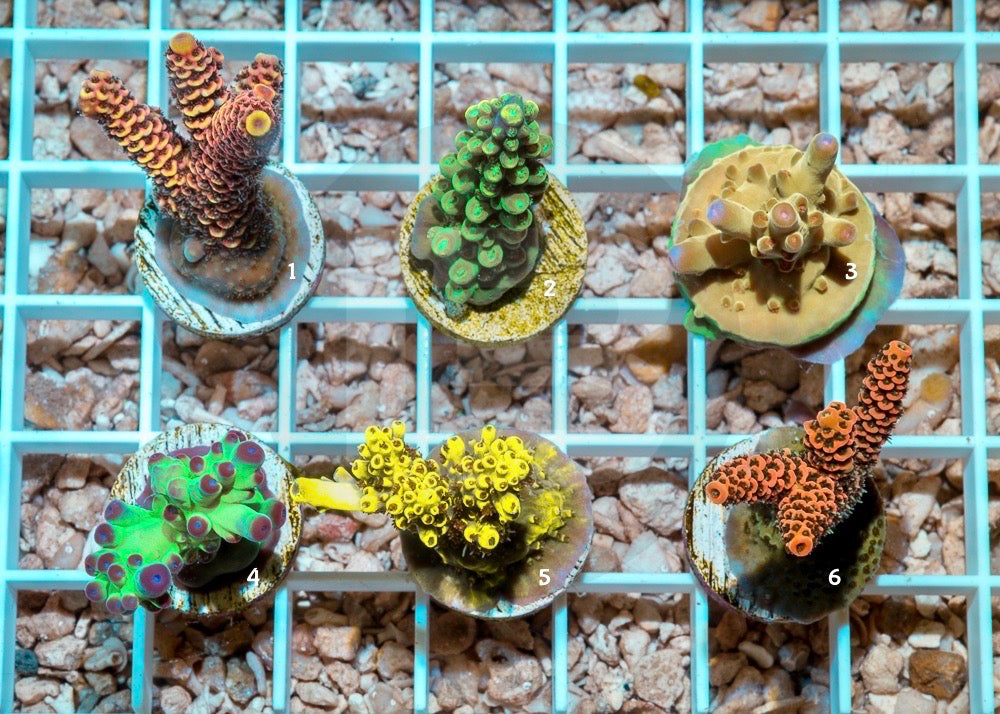 product.featured_image.alt