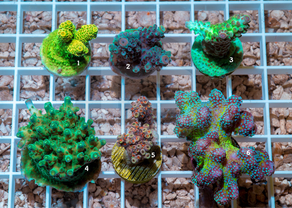 product.featured_image.alt