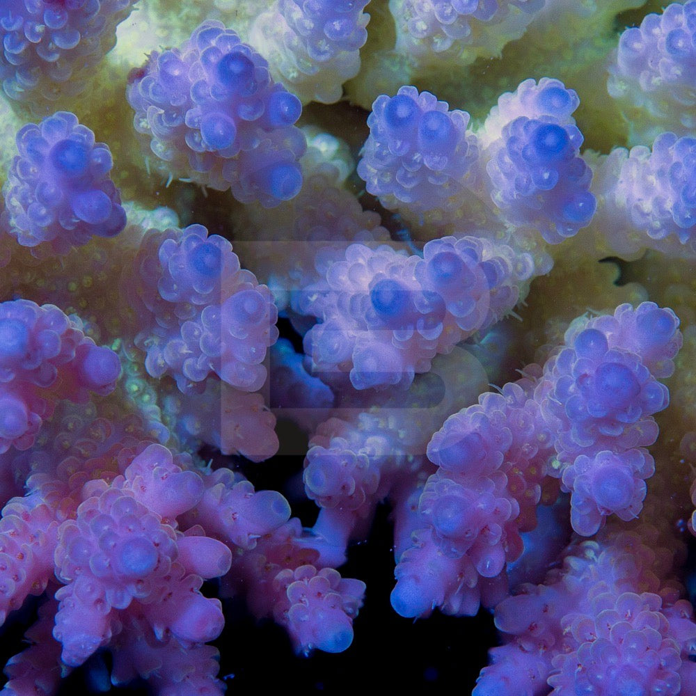 product.featured_image.alt