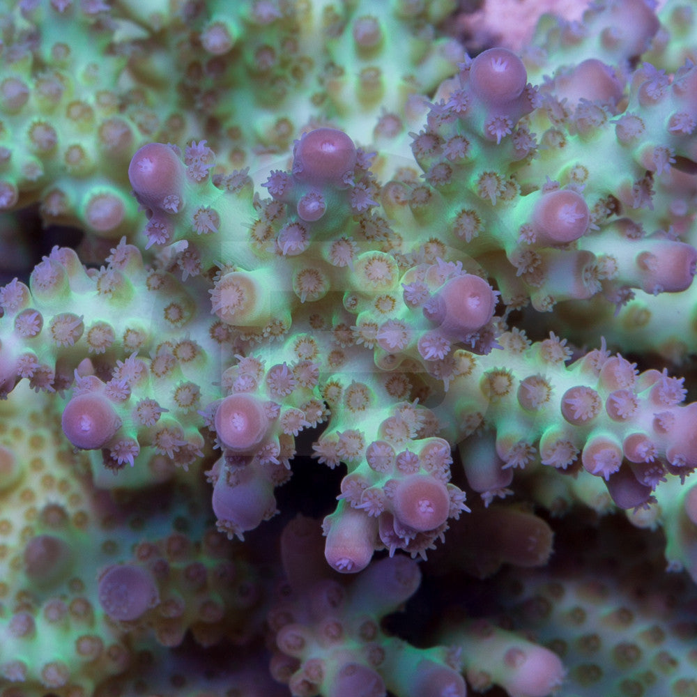 product.featured_image.alt