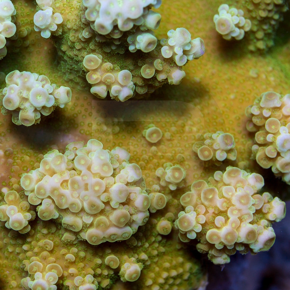 product.featured_image.alt