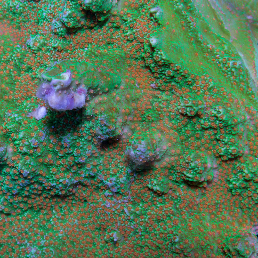 product.featured_image.alt