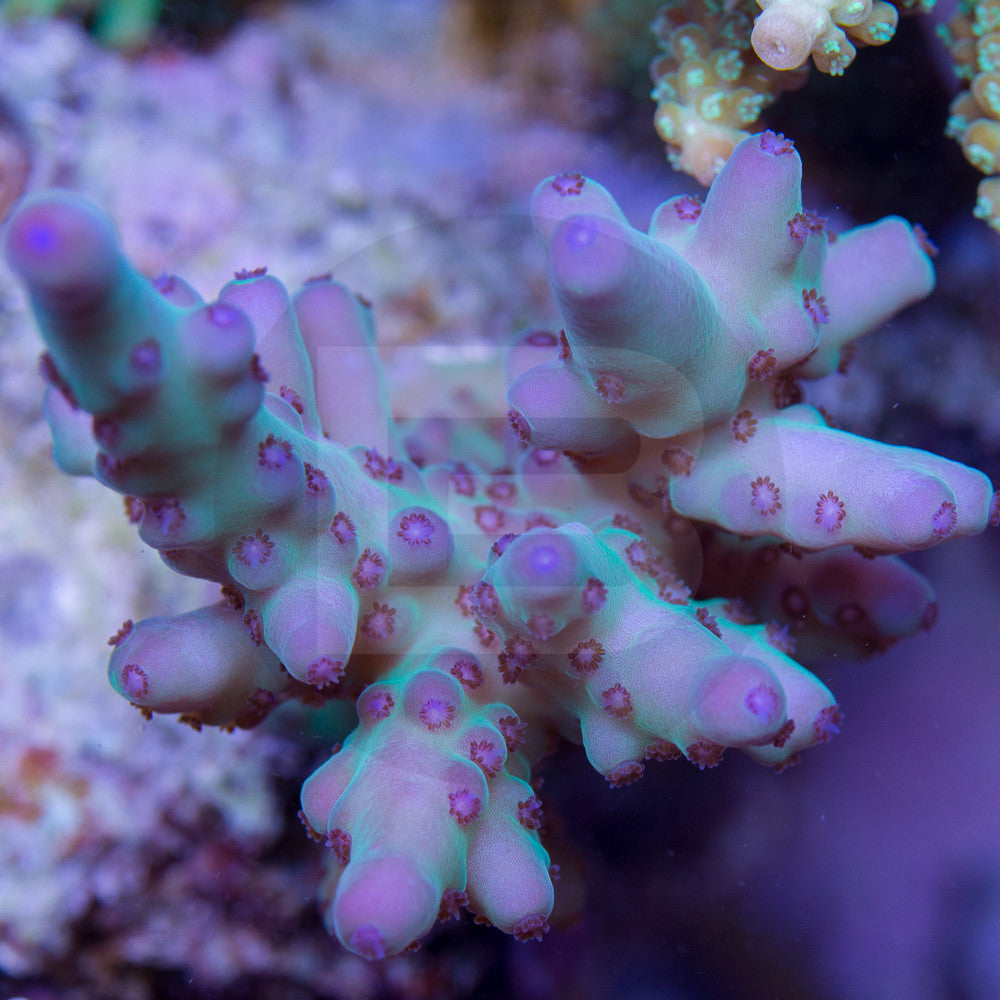 product.featured_image.alt