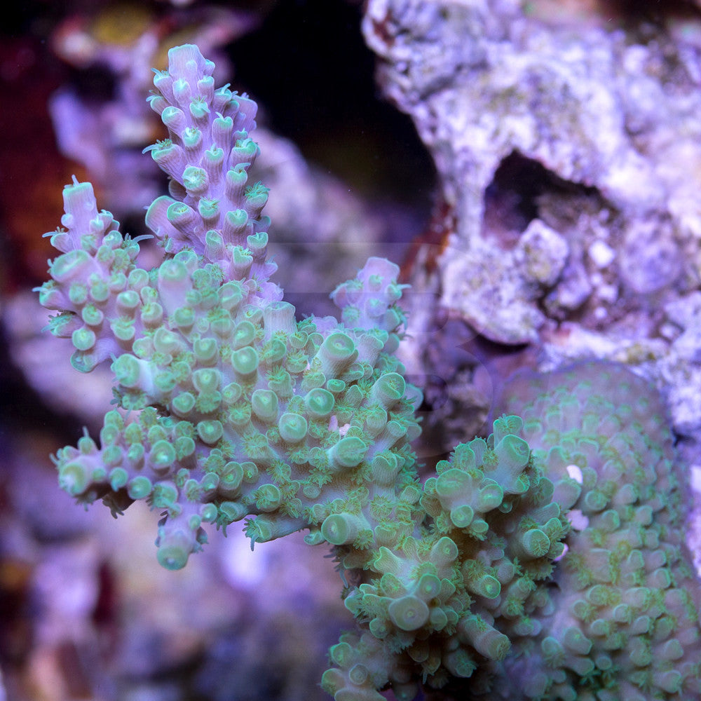 product.featured_image.alt