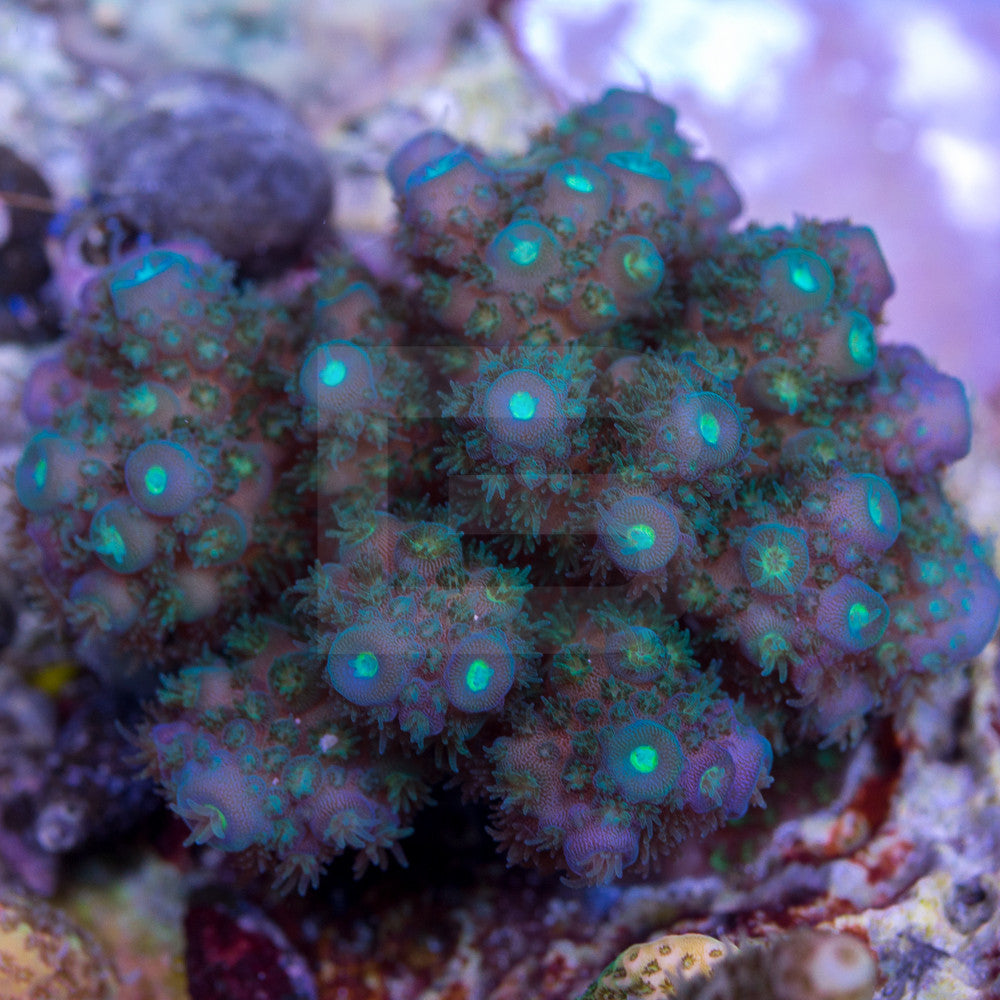 product.featured_image.alt