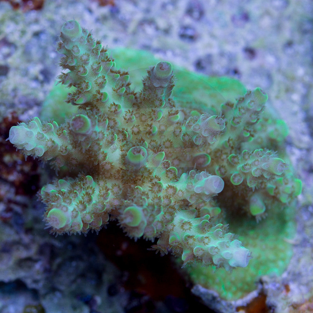 product.featured_image.alt