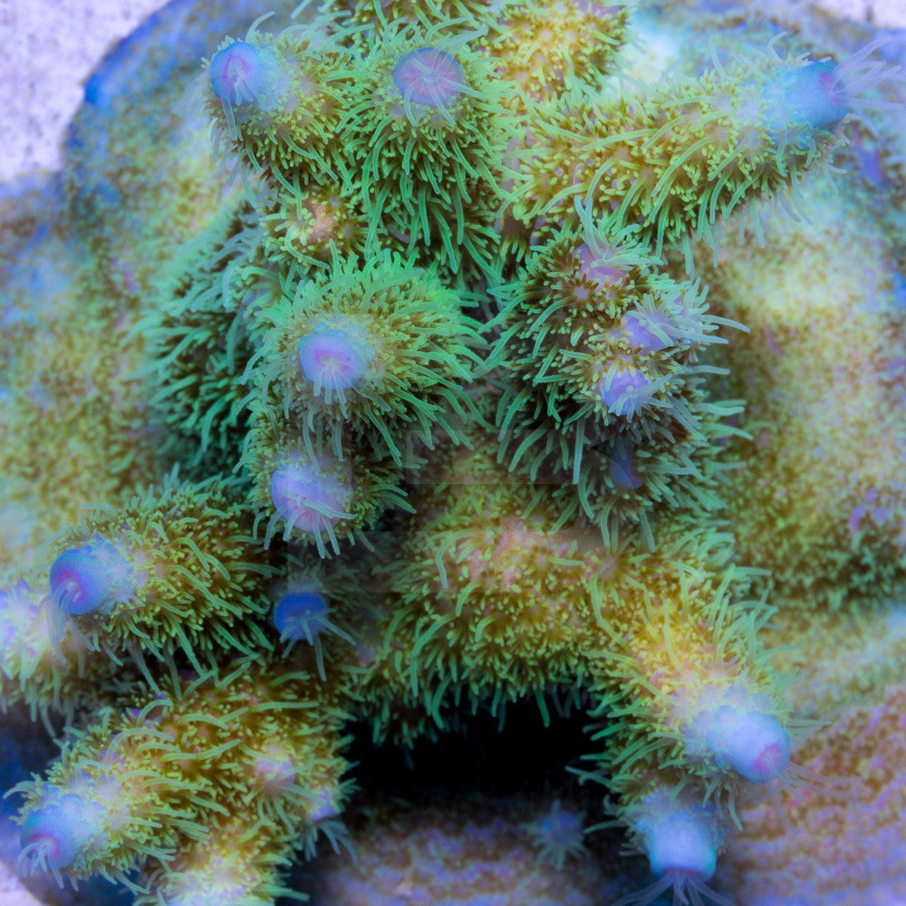 product.featured_image.alt