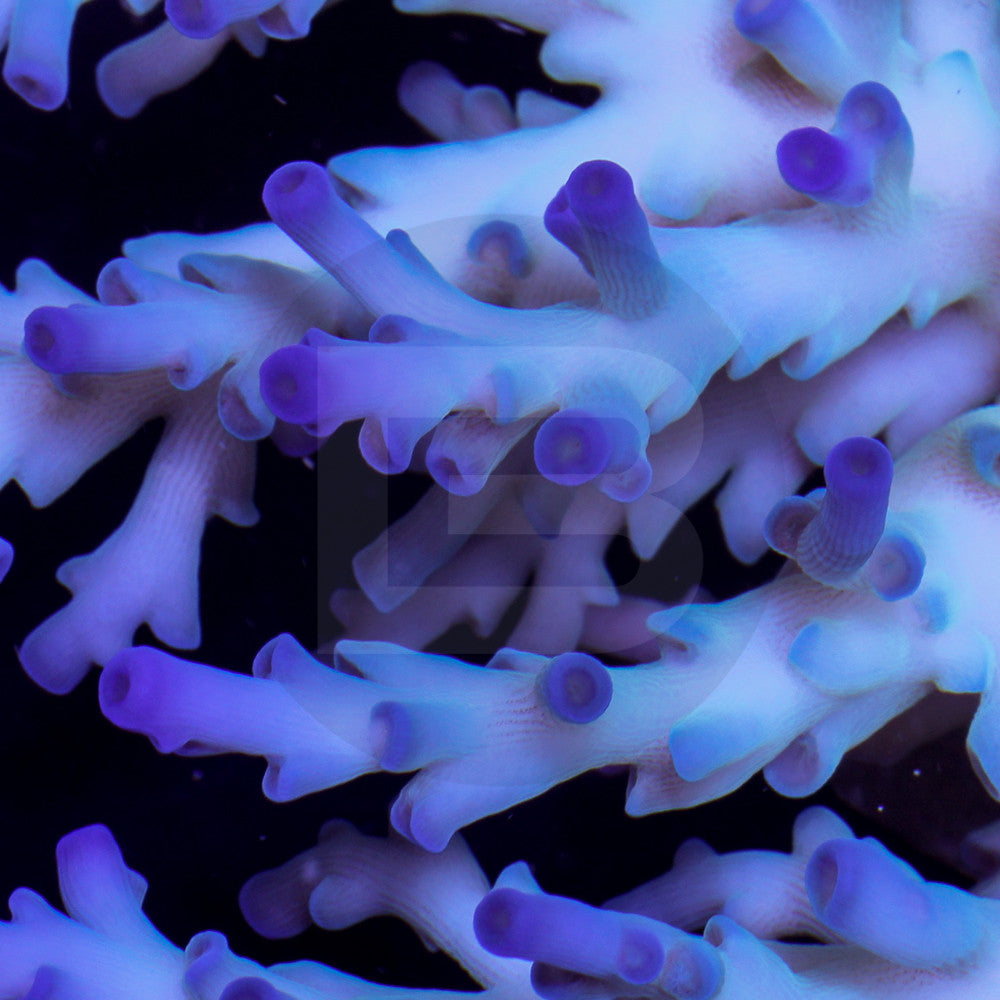 product.featured_image.alt