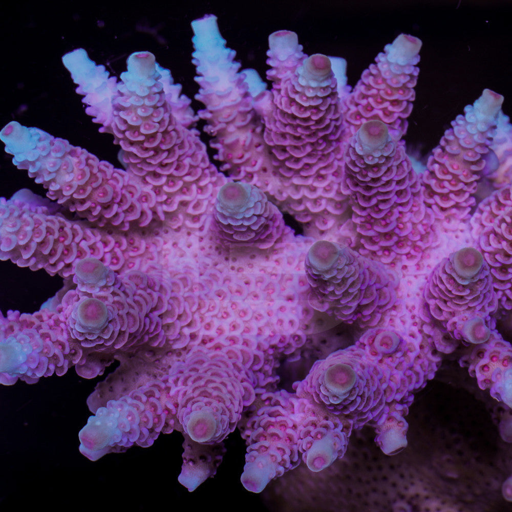 product.featured_image.alt