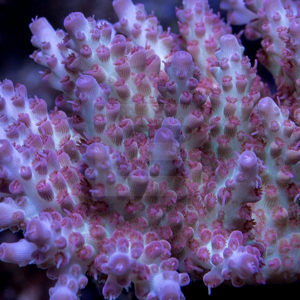 product.featured_image.alt