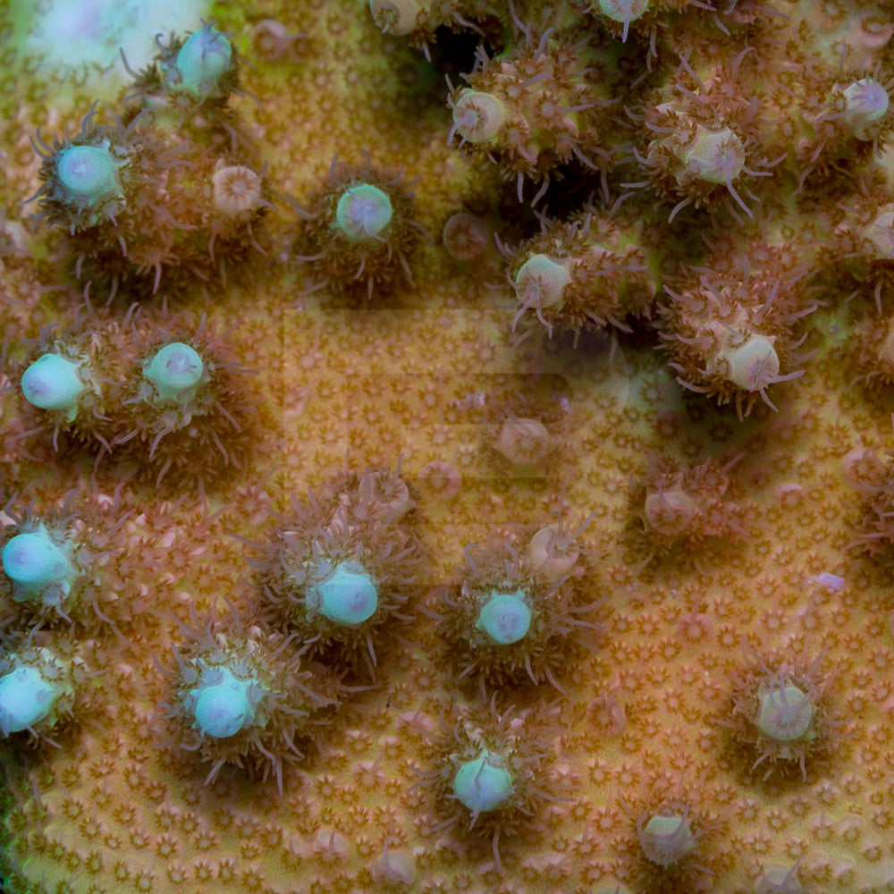 product.featured_image.alt