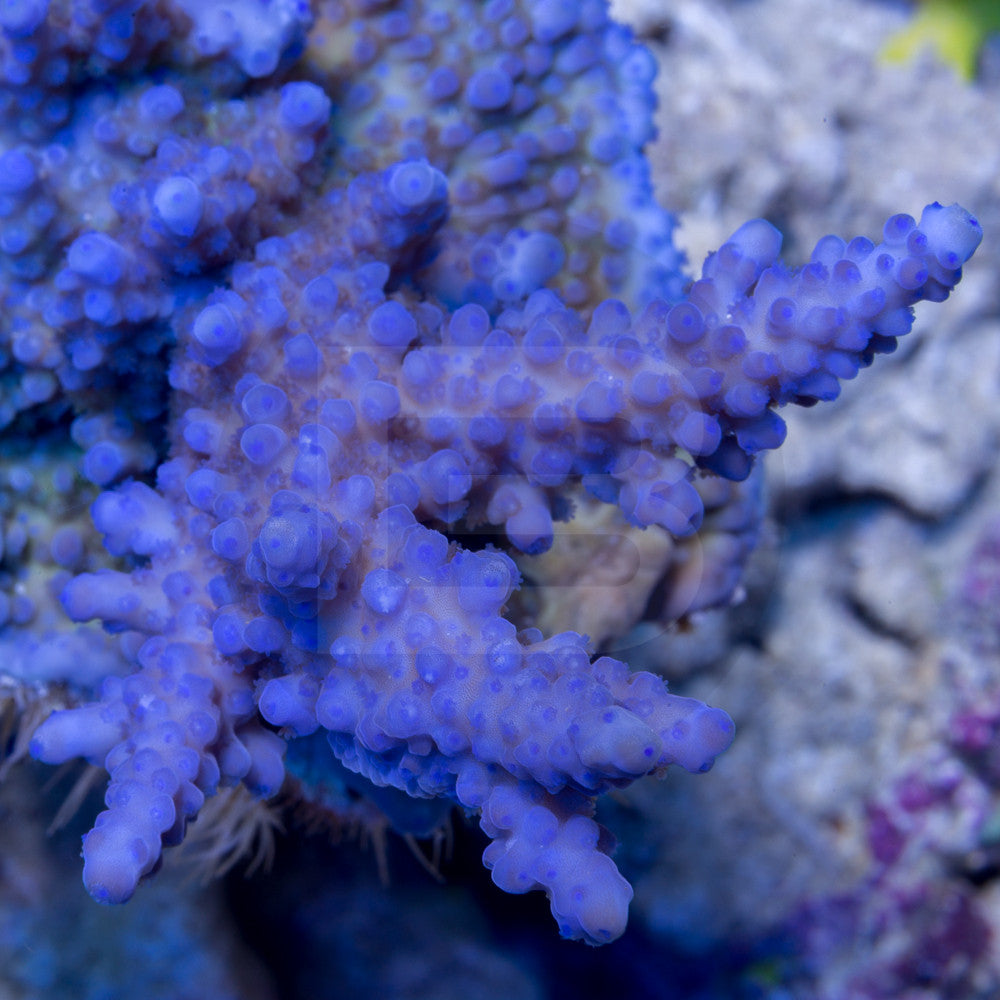 product.featured_image.alt