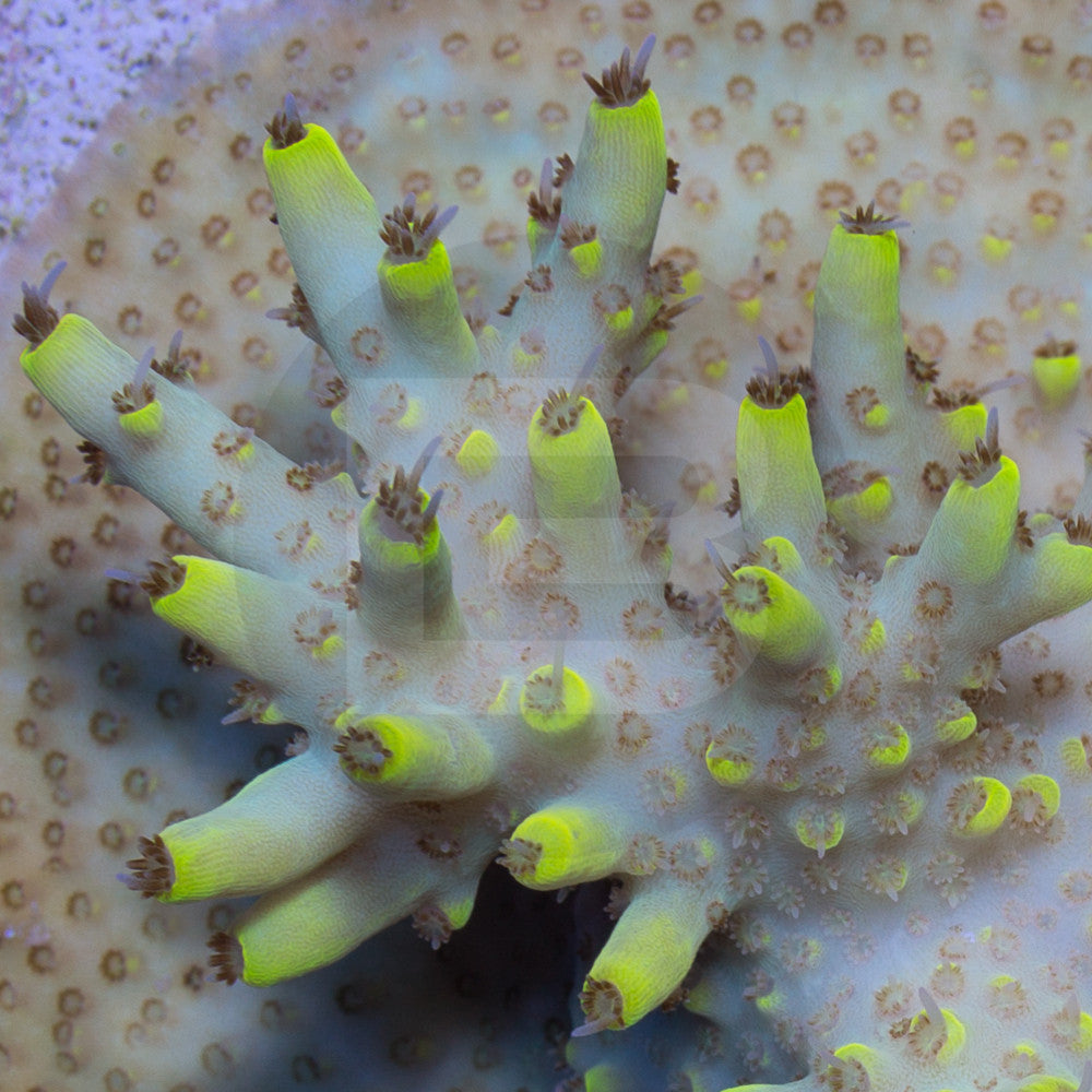 product.featured_image.alt