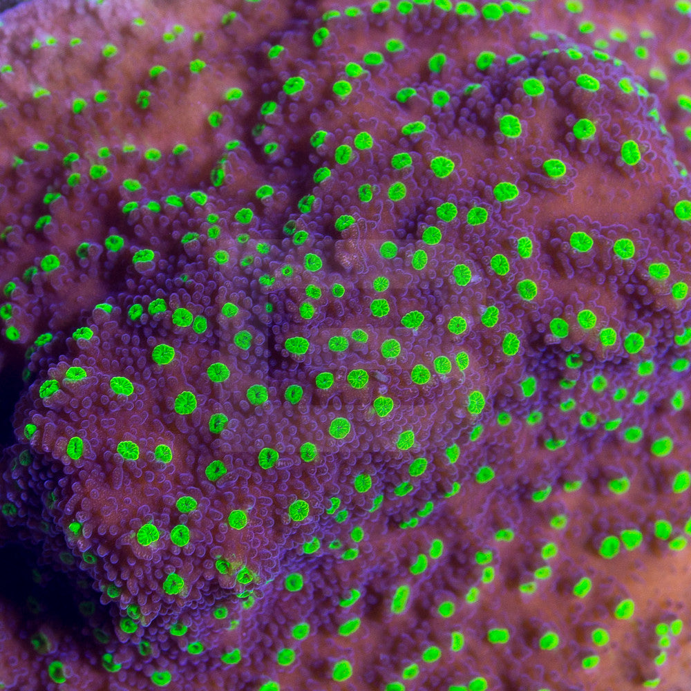 product.featured_image.alt