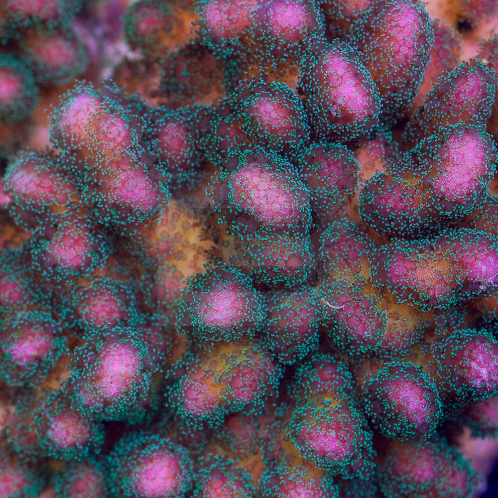 product.featured_image.alt