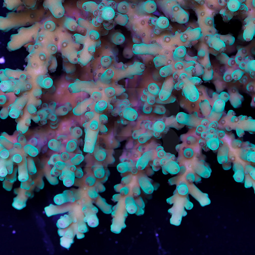 product.featured_image.alt