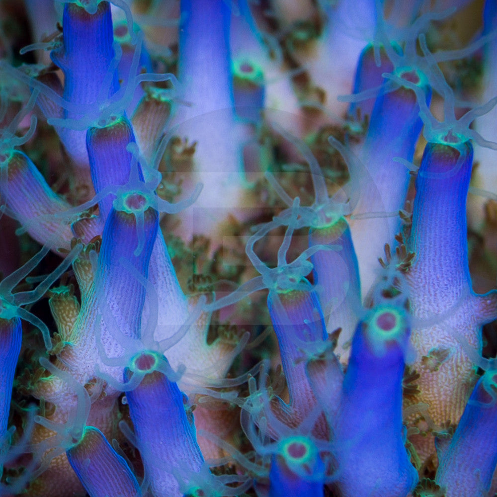 product.featured_image.alt