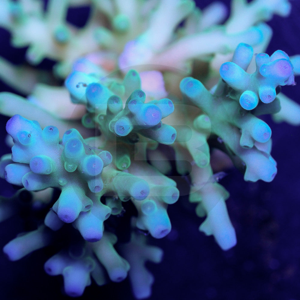 product.featured_image.alt