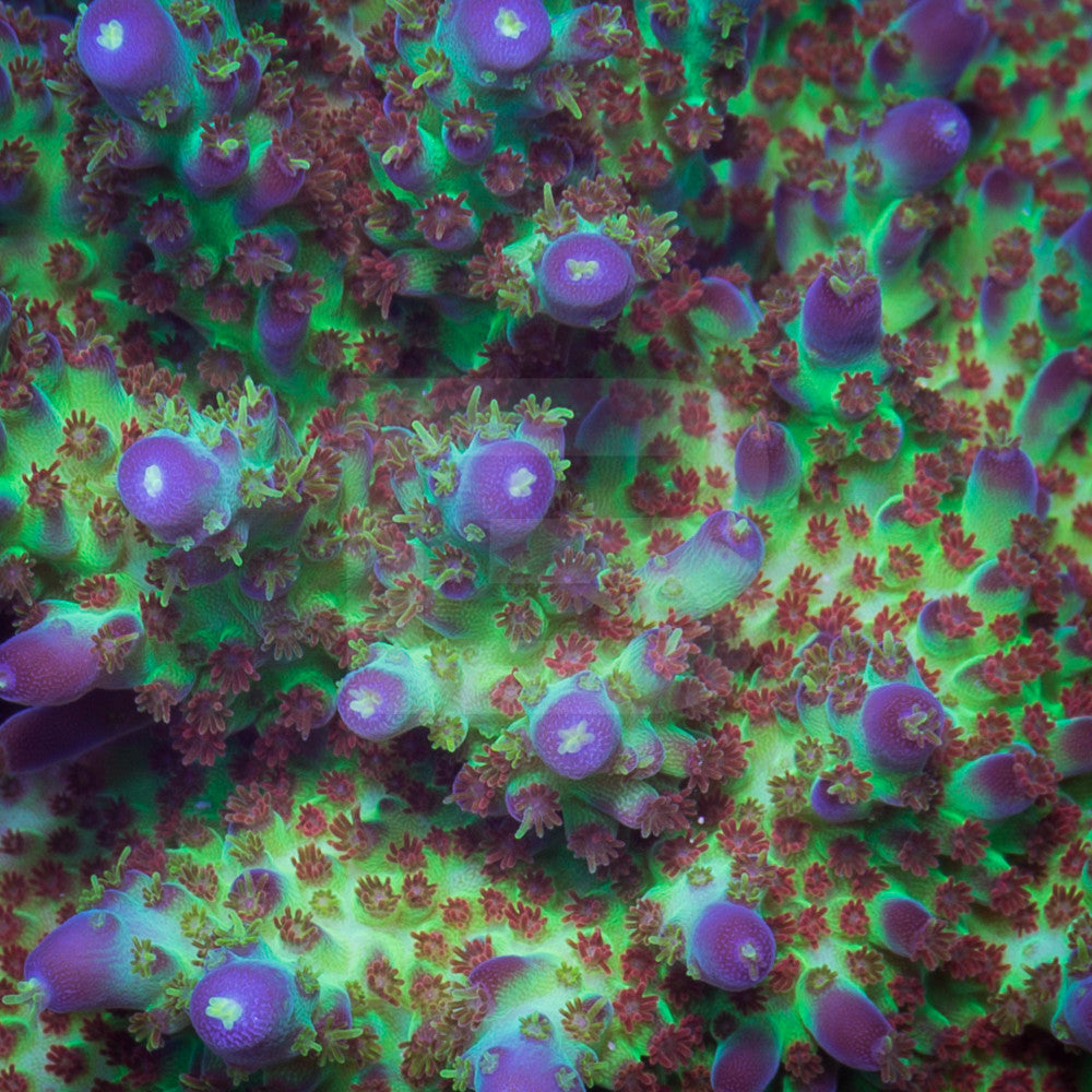 product.featured_image.alt