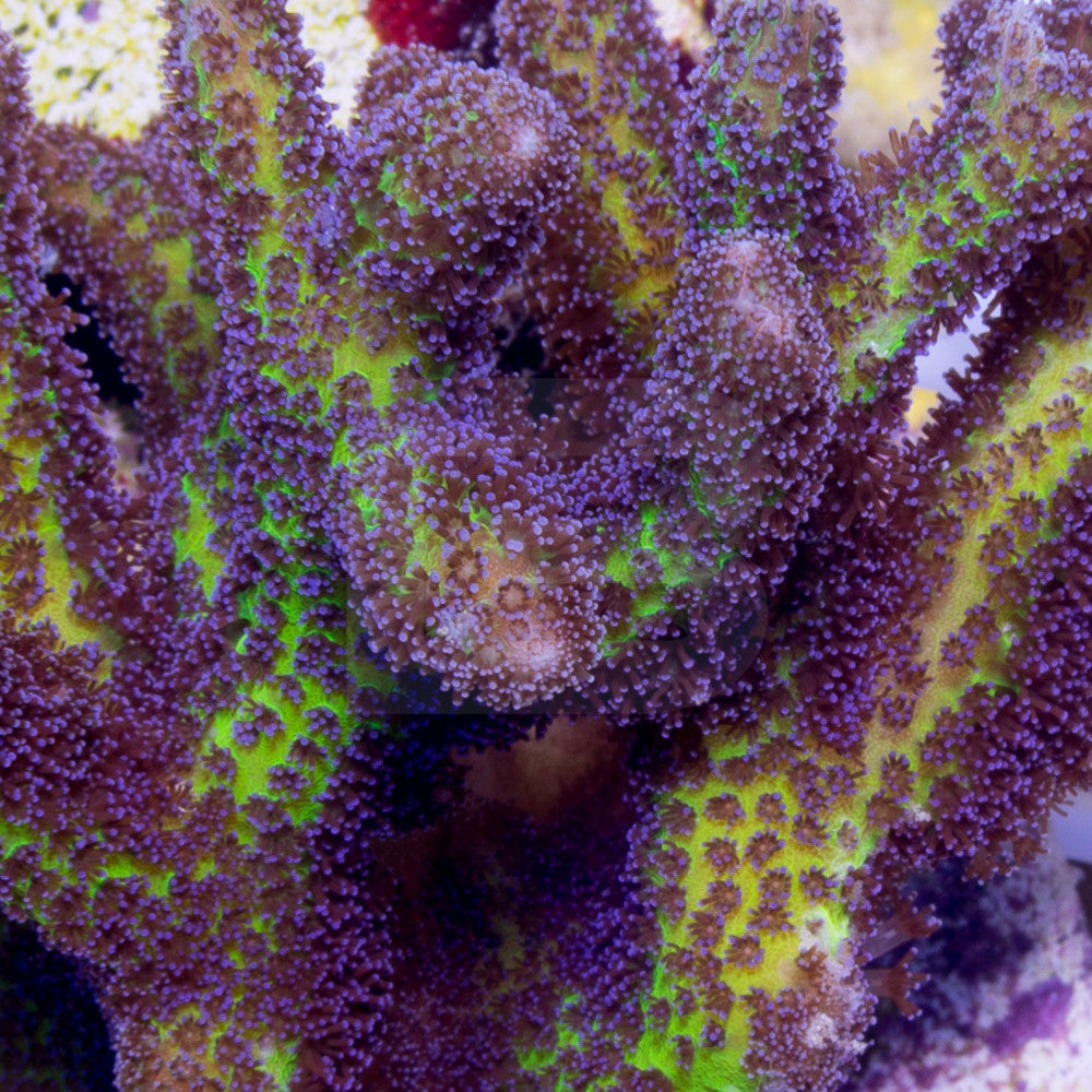 product.featured_image.alt