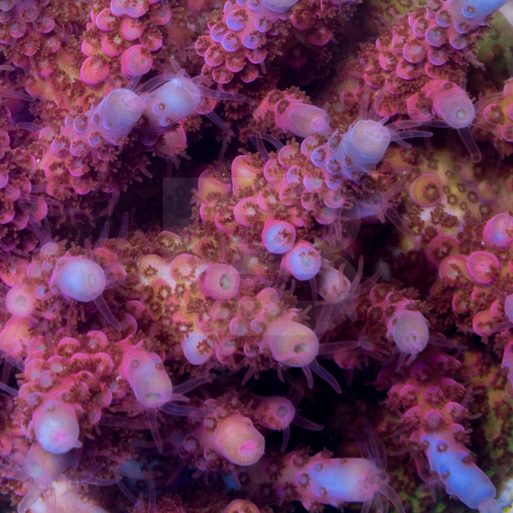 product.featured_image.alt