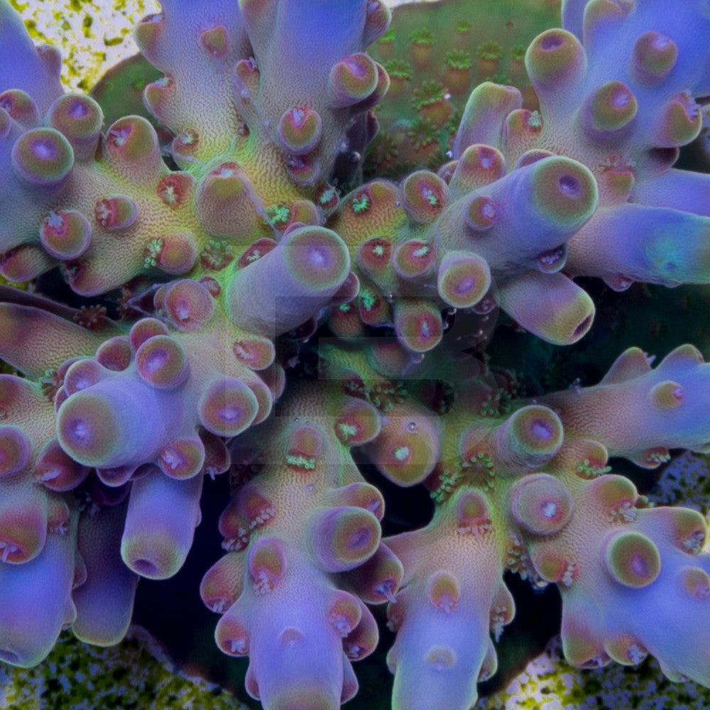 product.featured_image.alt