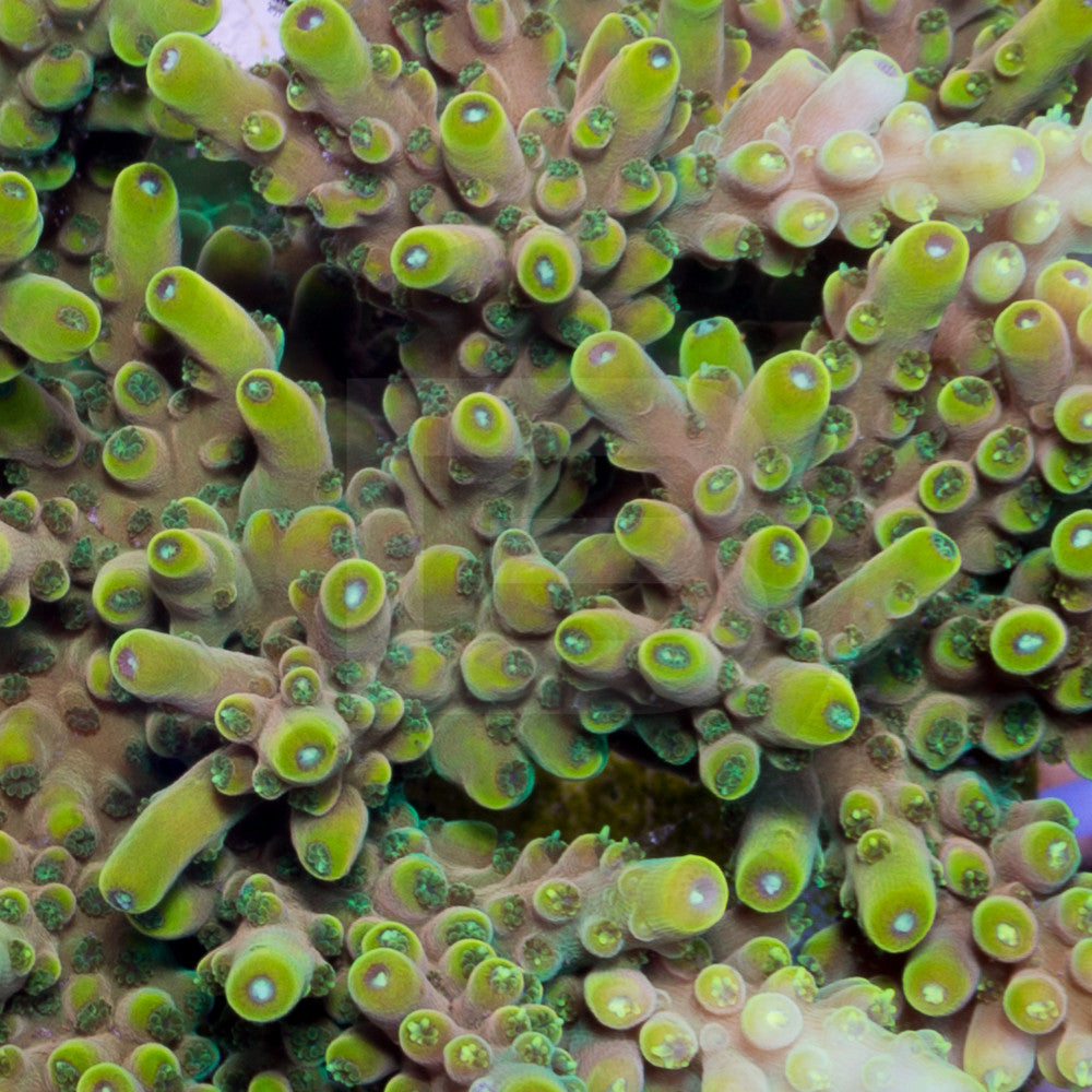 product.featured_image.alt