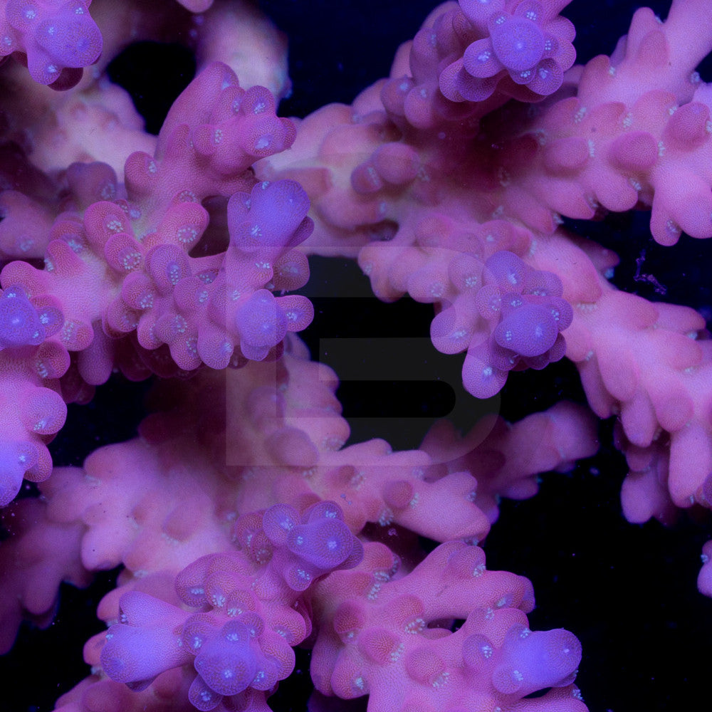 product.featured_image.alt