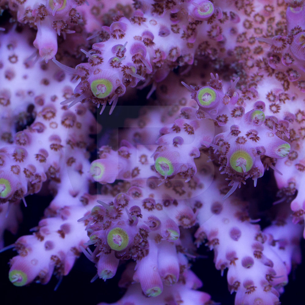 product.featured_image.alt