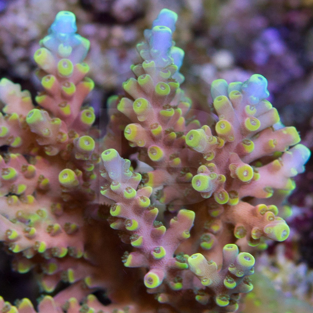 product.featured_image.alt