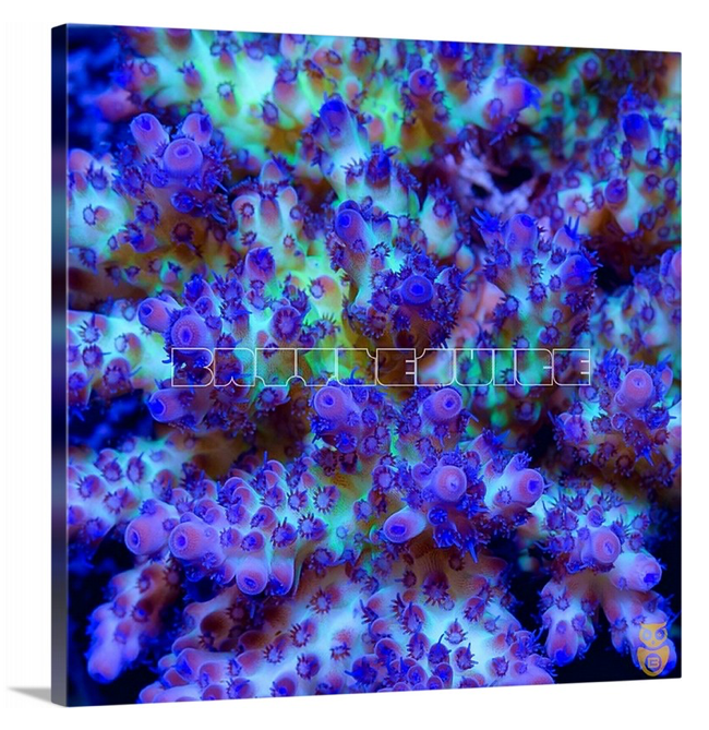 product.featured_image.alt